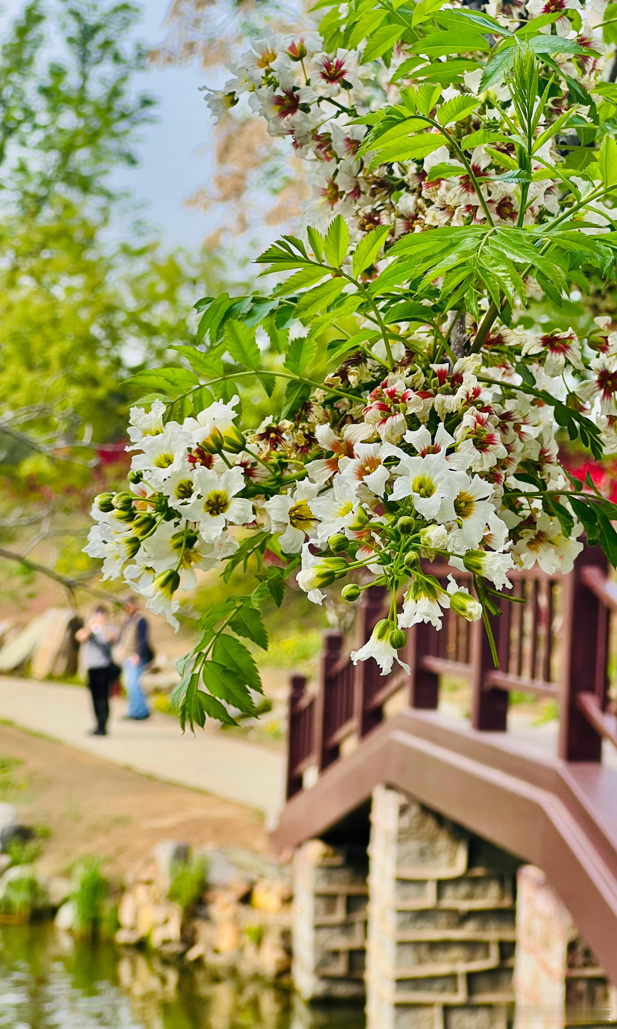 圆明园 长春园 文冠果花盛开摄影