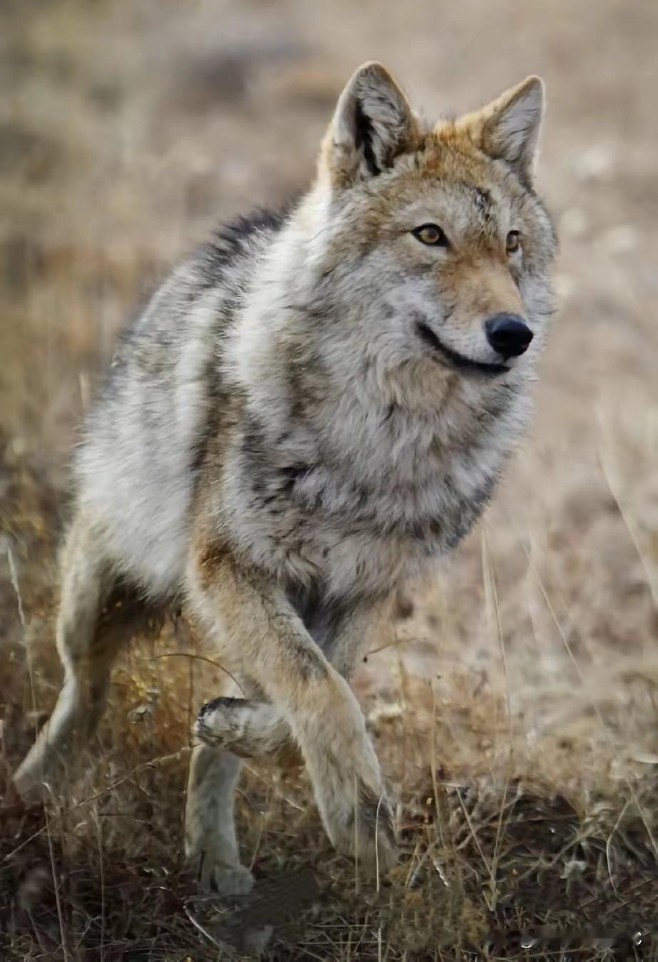 有些人还在纠结，狼群里那么多只狼，李微漪到底凭啥一眼就能认出格林？

说实话，这