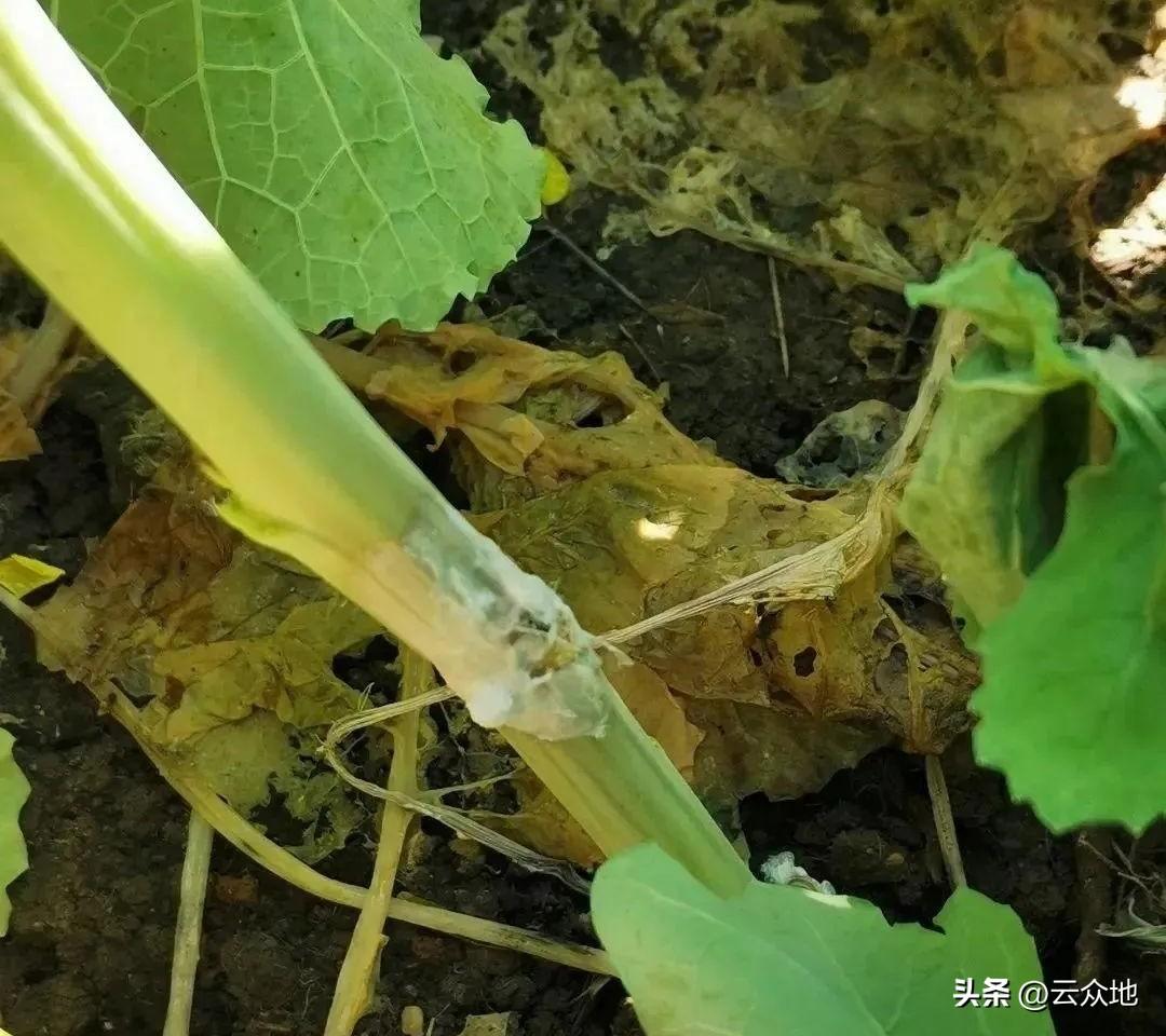 【油菜种植】菌核净与咪鲜胺复配可以吗，防菌核病的效果如何，用多少量合适？腐霉利与