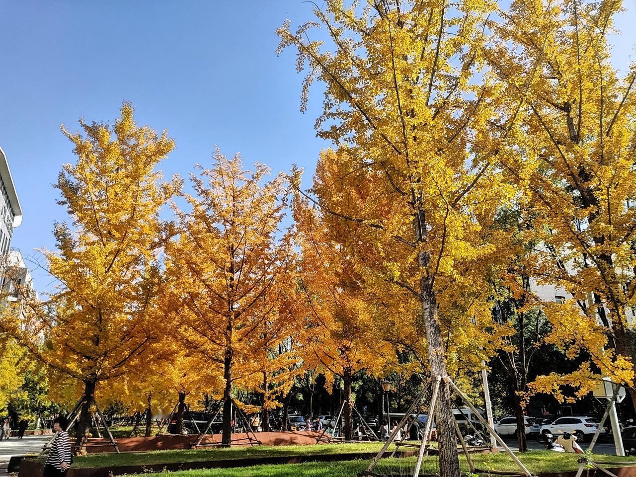 又来到朋友公司所在的园区
道路一侧的银杏成林了
整整齐齐
有点壮观的感觉