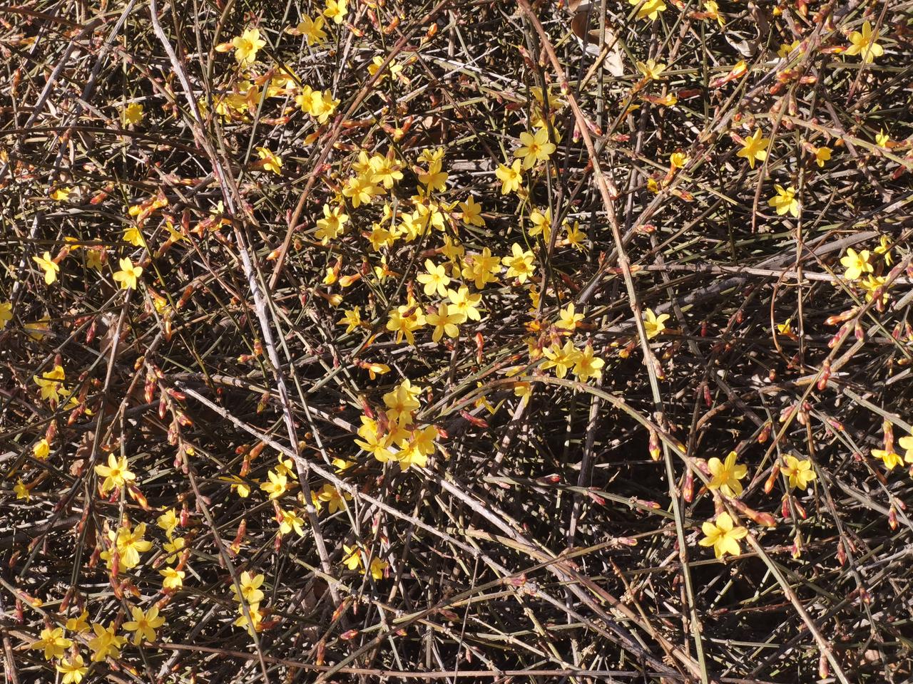 天南地北大拜年迎春花儿开