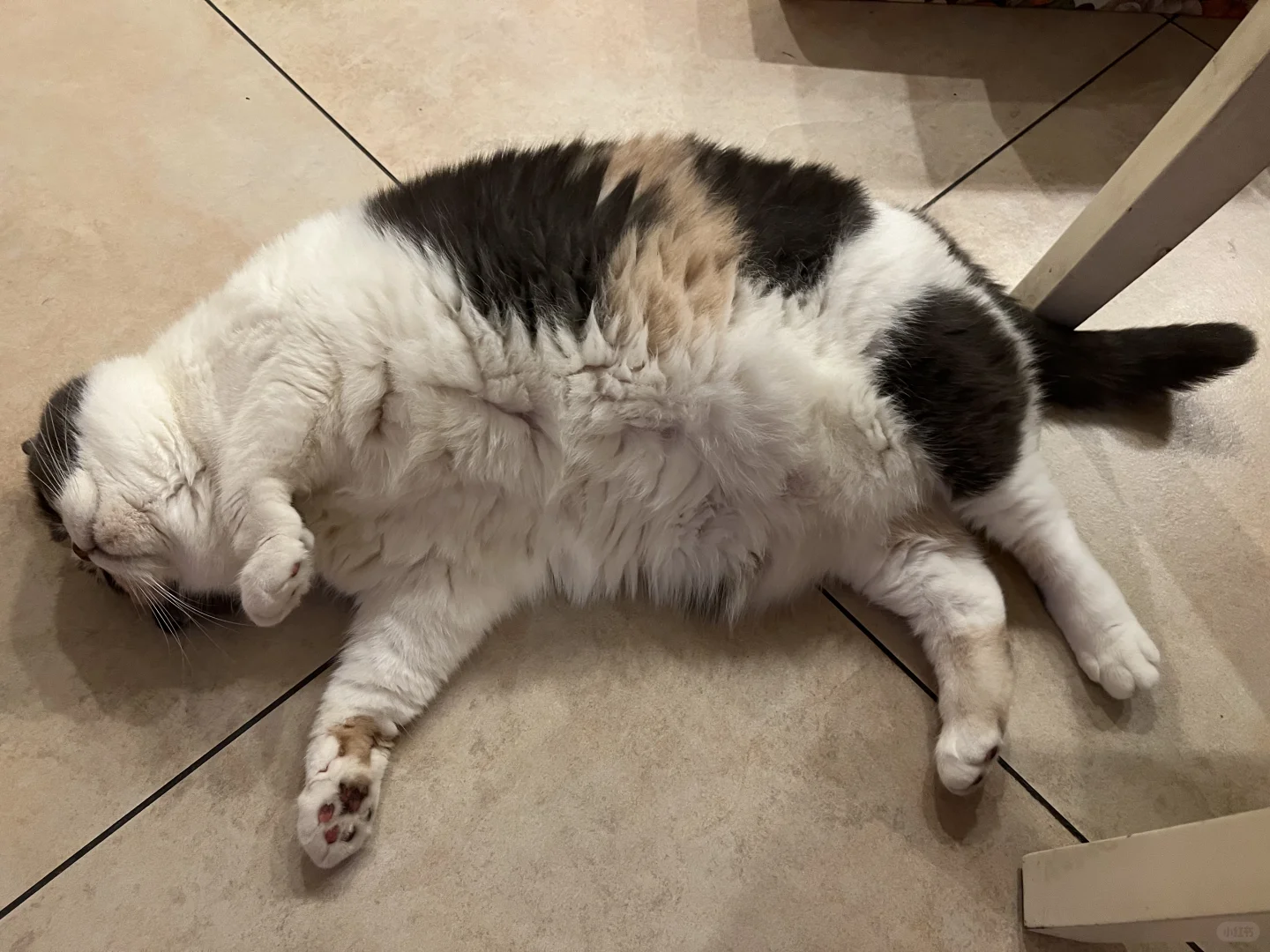 给养猪和不养猪的亿点点震撼