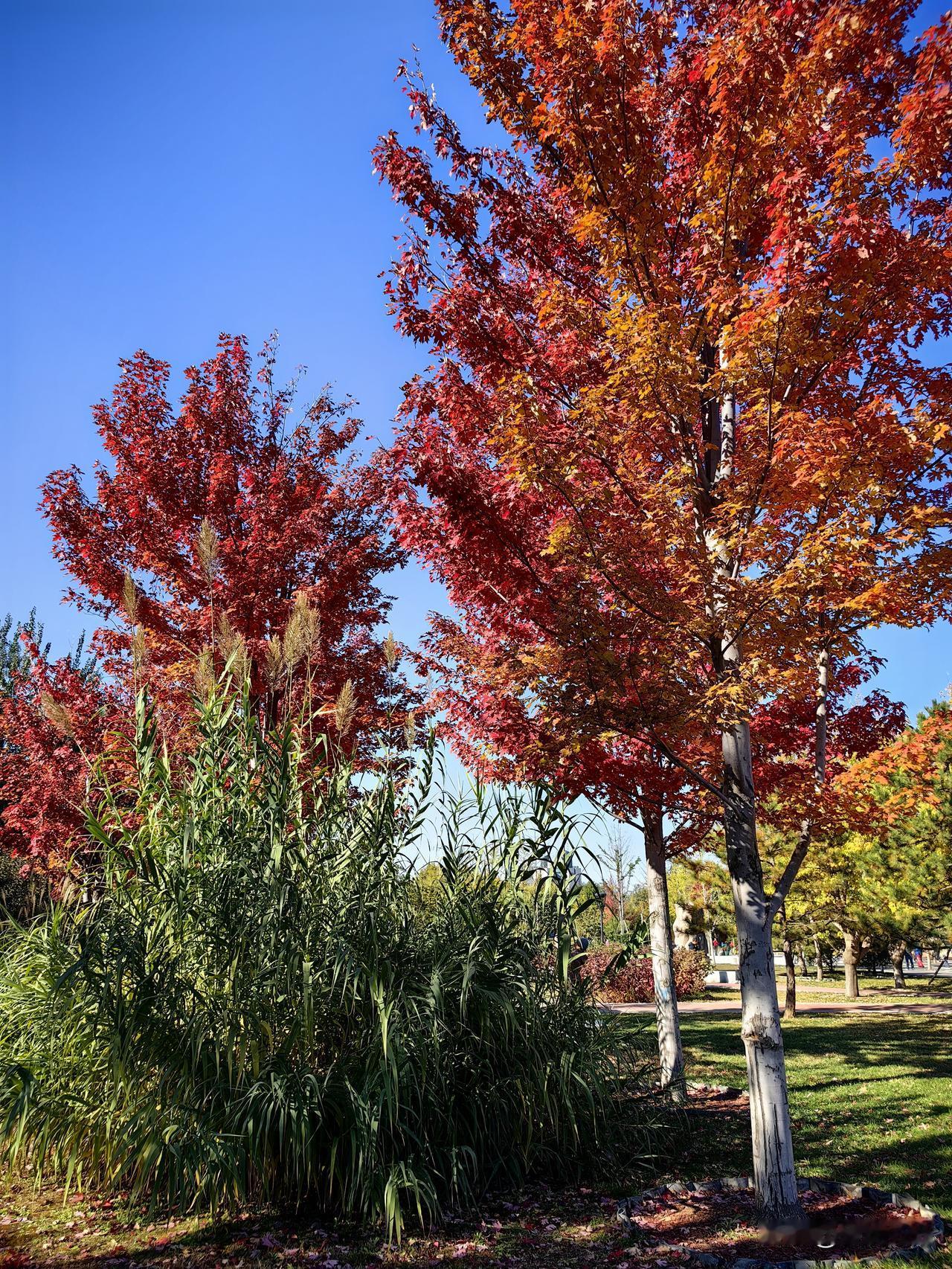 每片叶子观看角度不同颜色也不一样，逆光和顺光也不一样，要好好的去观察。//@天山