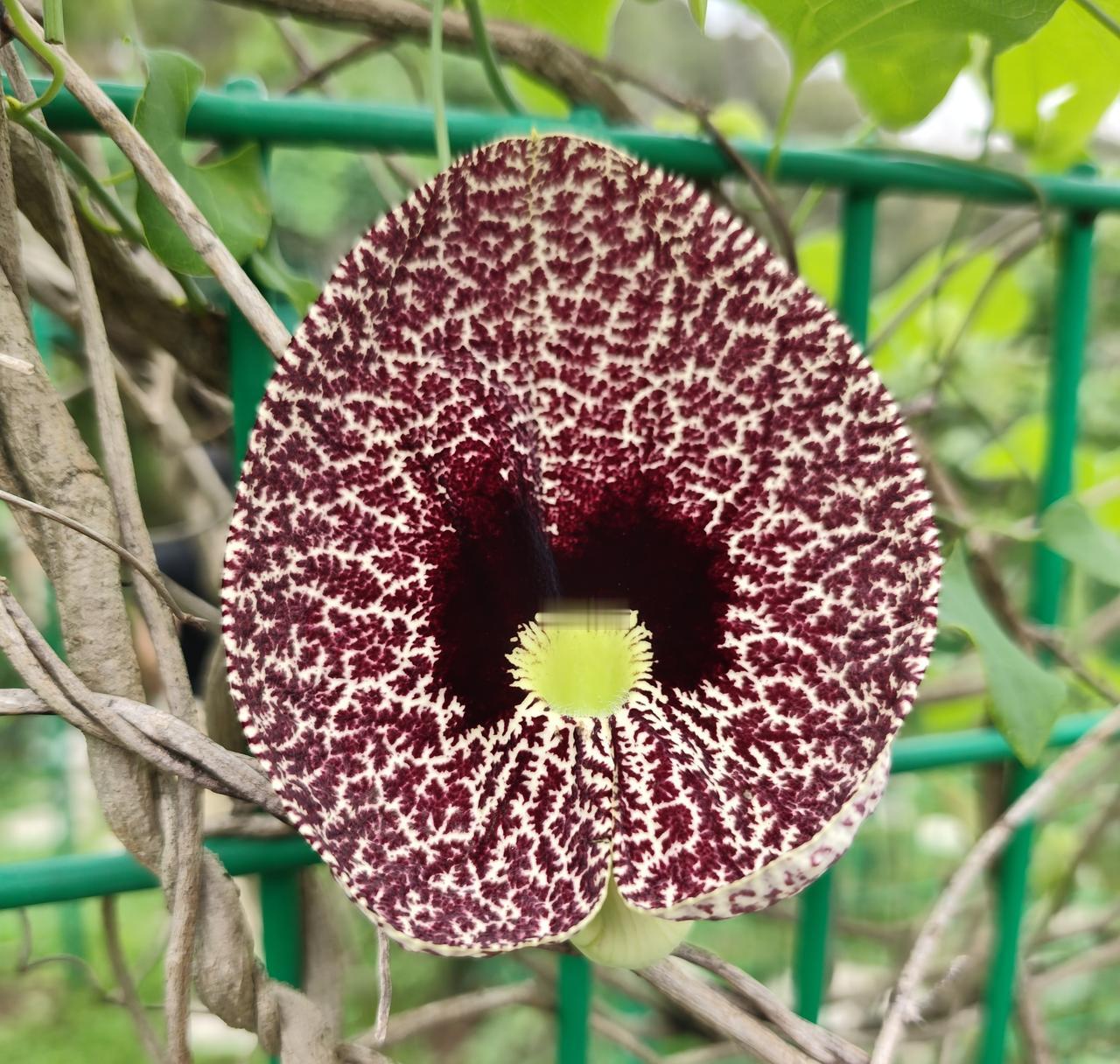 不要误会了送这个字的意思，新兴老板说送1000只鸡过来，没有说是白送给你啊！他的