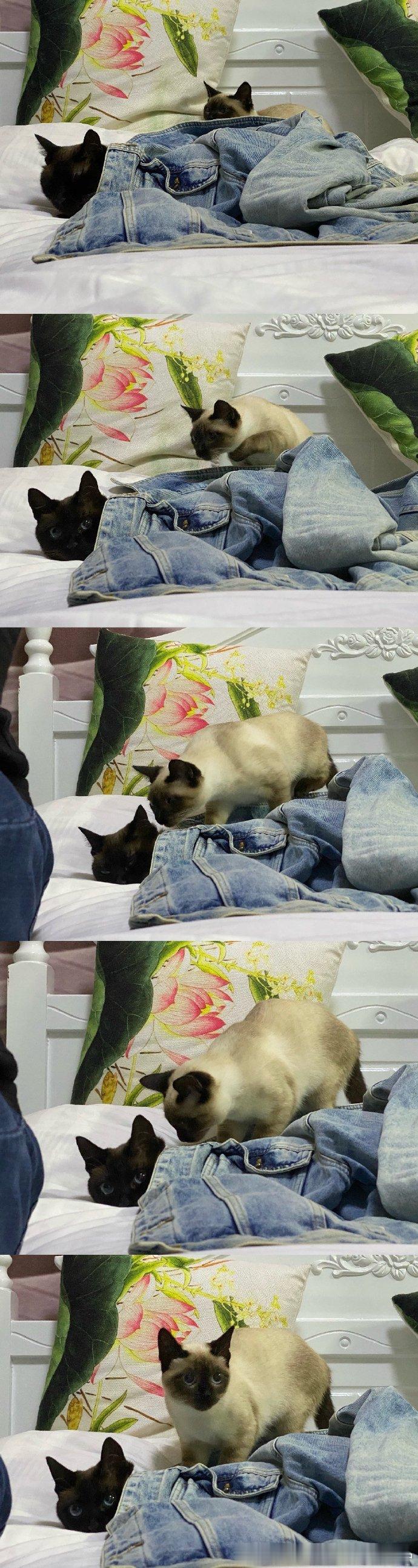 4118只黑脸顺便一提下面那只也是暹罗猫 