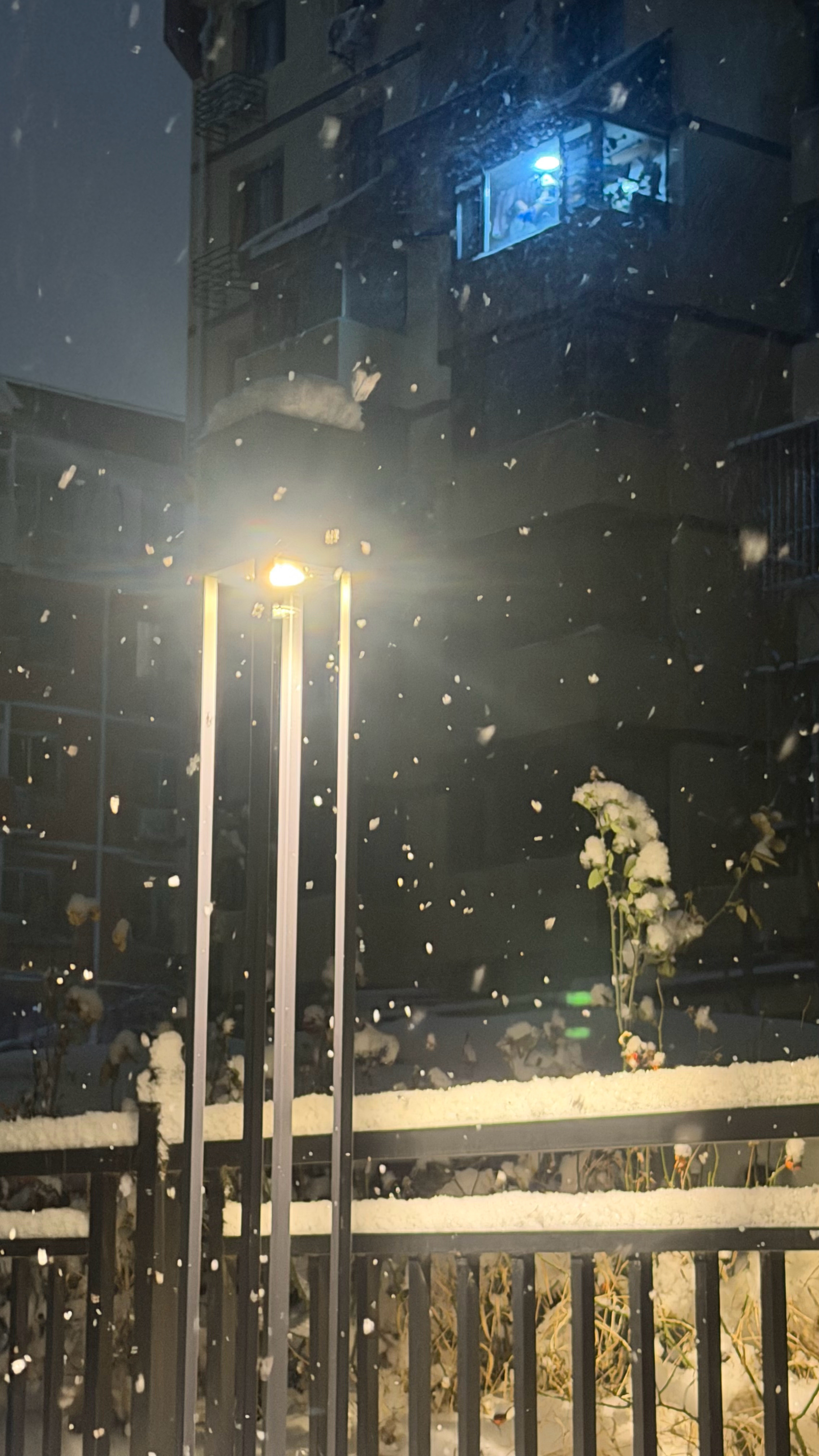 北京为何这次雪花这么大看看雪大不大，昨天下了一上午，傍晚一直下 今早继续 狗子开