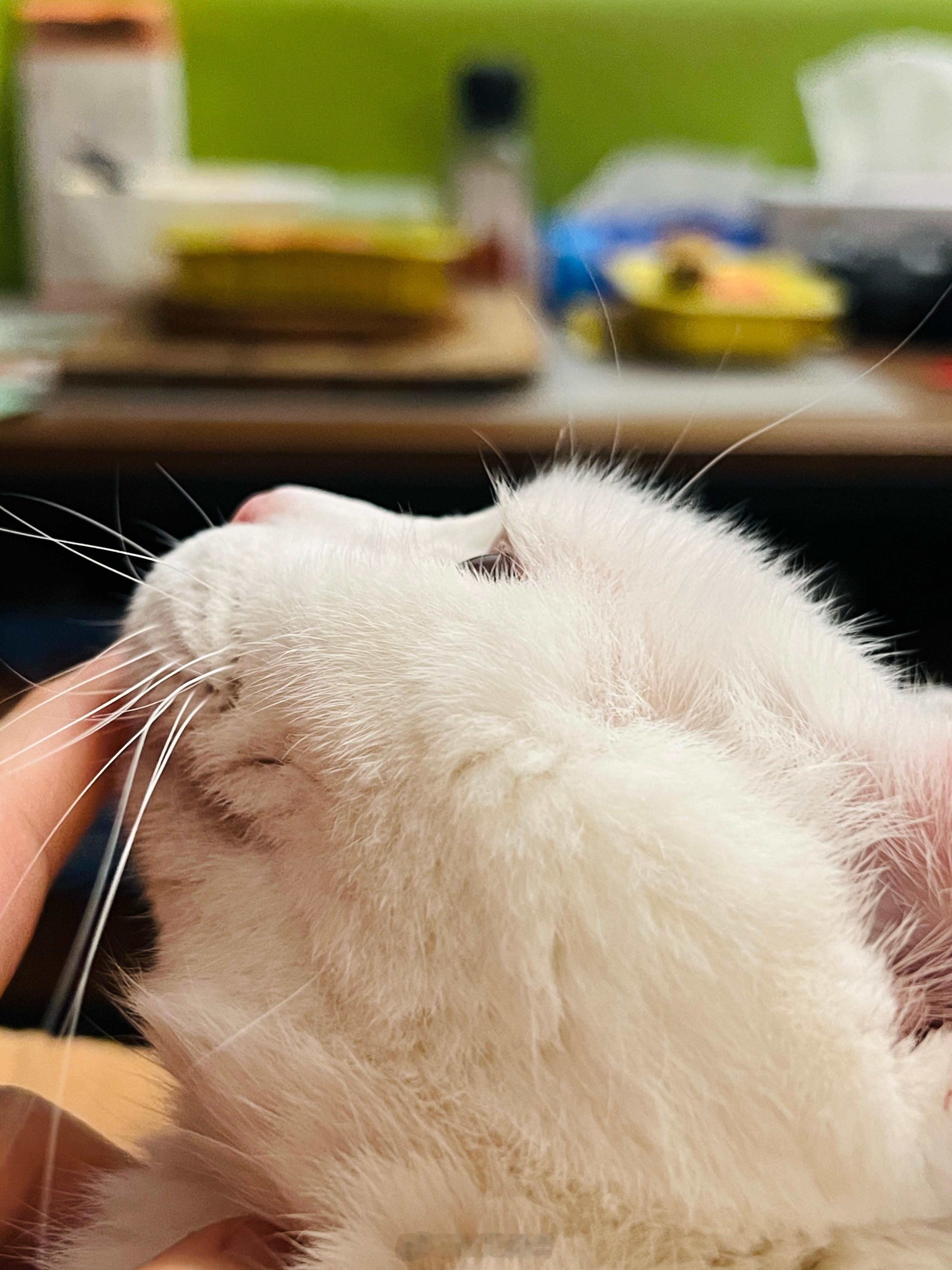 潮濕的氣候都懶喵喵的～ ​​​