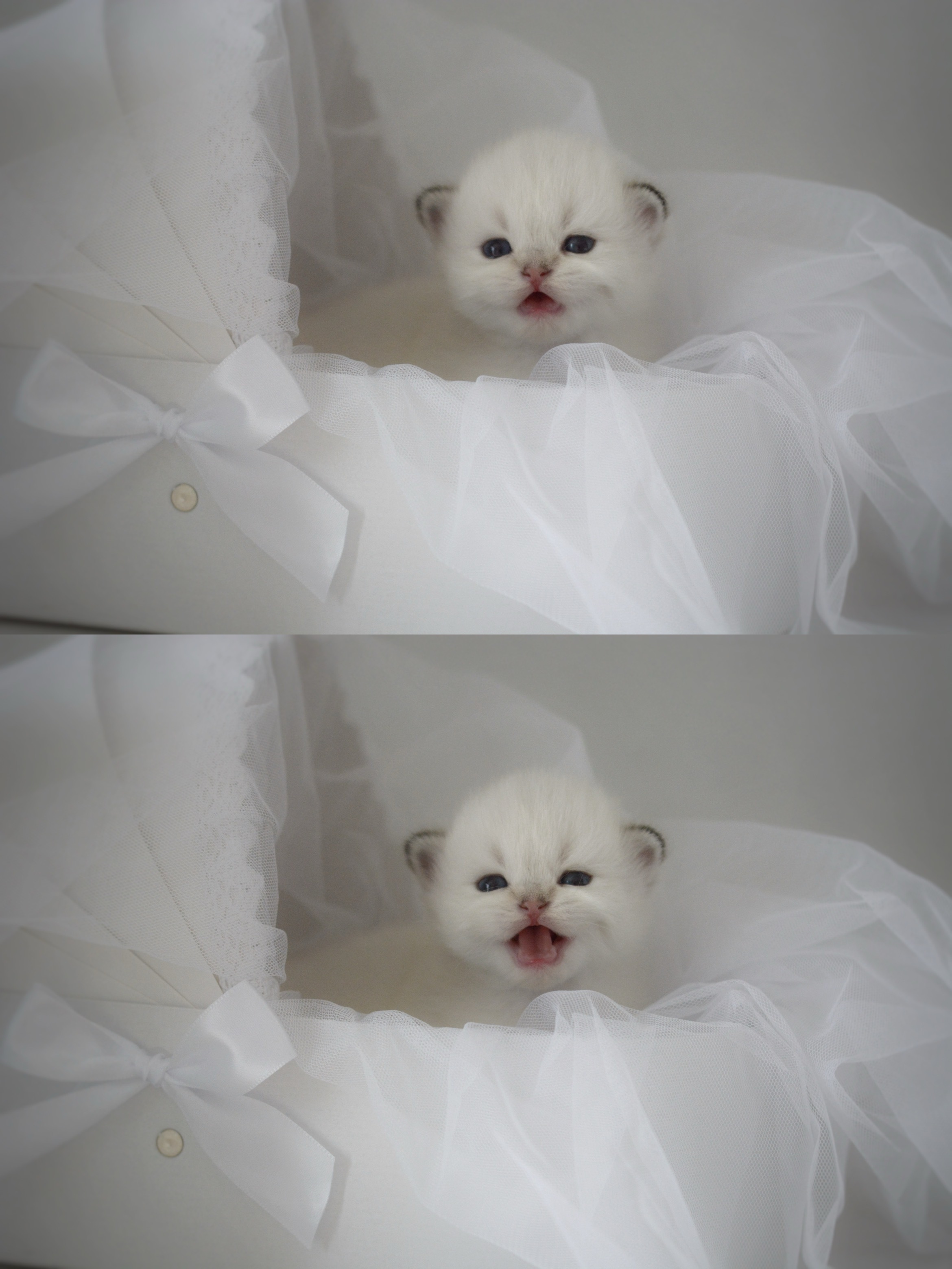 #金山猫重点色##英国长毛猫##金点# ​​​