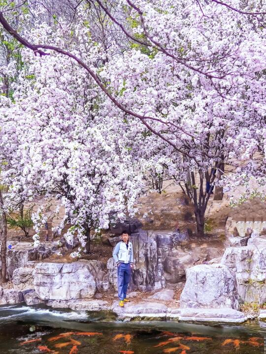 4.8这是什么人间仙境🌸海棠花天花板(附图