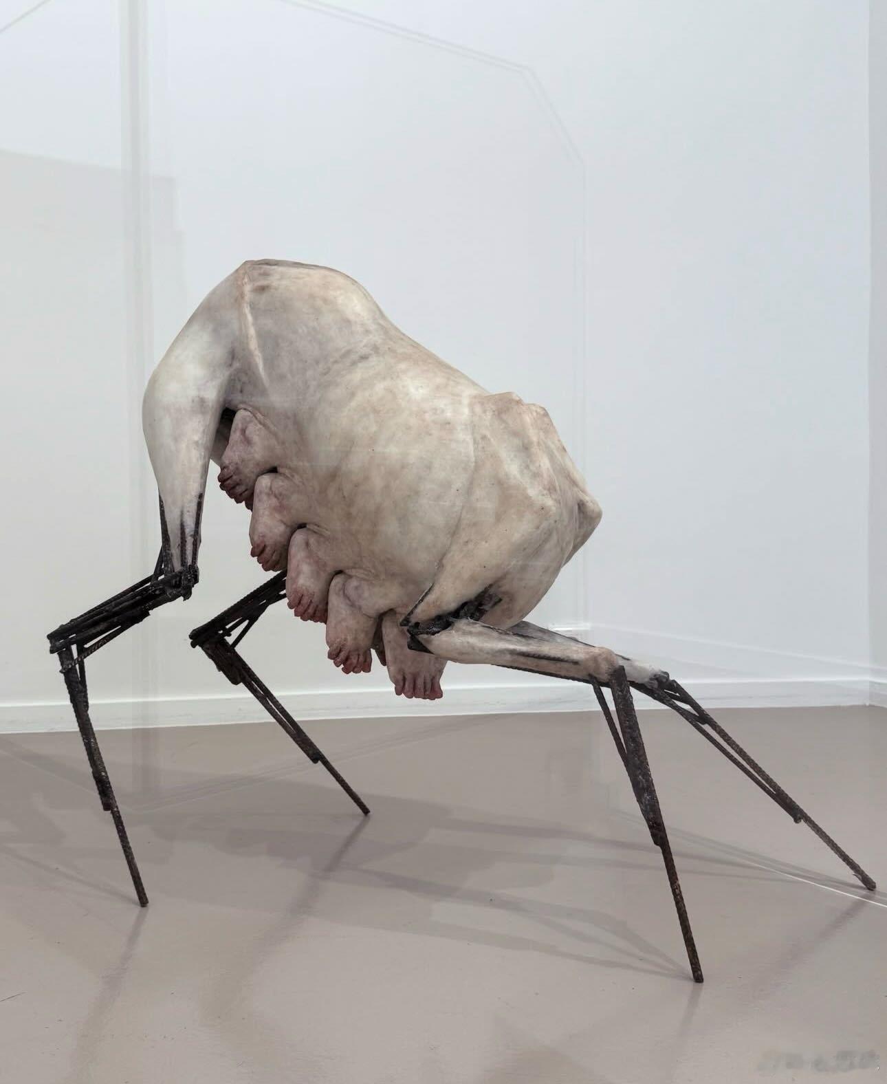 Ideal of the Wolf by Hugo Guerin, 2026我喜