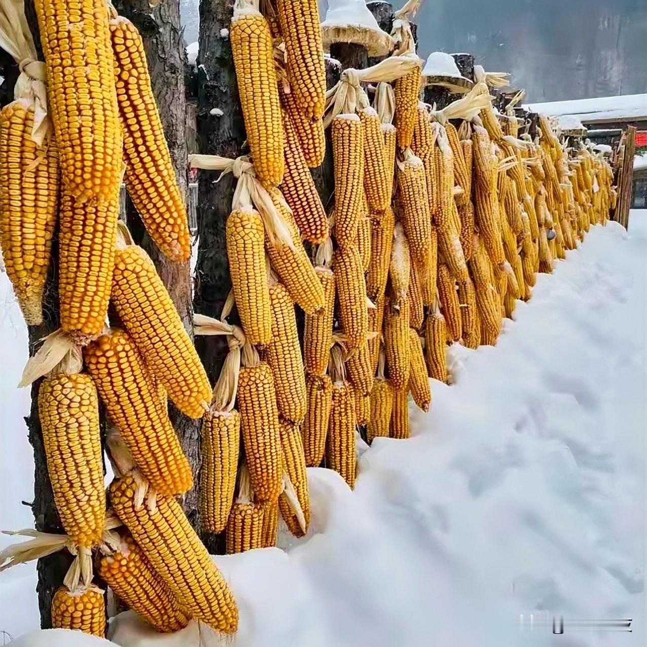 南方人到东北能适应寒冷吗？

相信人的潜能，起初可能短暂不适应，很快就能融入北方