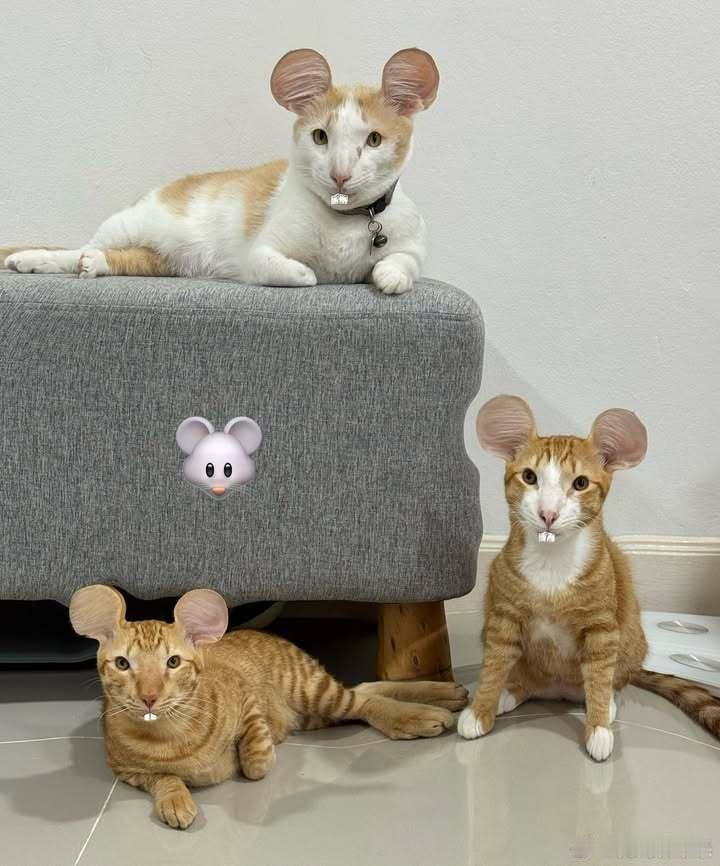 P啥像啥的三只橘猫12生肖..cr：pharacoolboy 