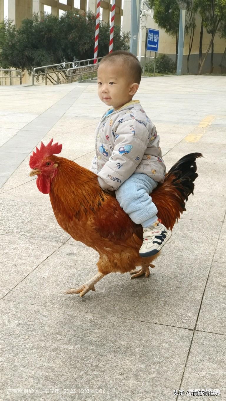 萌娃骑鸡，童趣满满！🐔👶🏻小鸡萌娃 骑小鸡