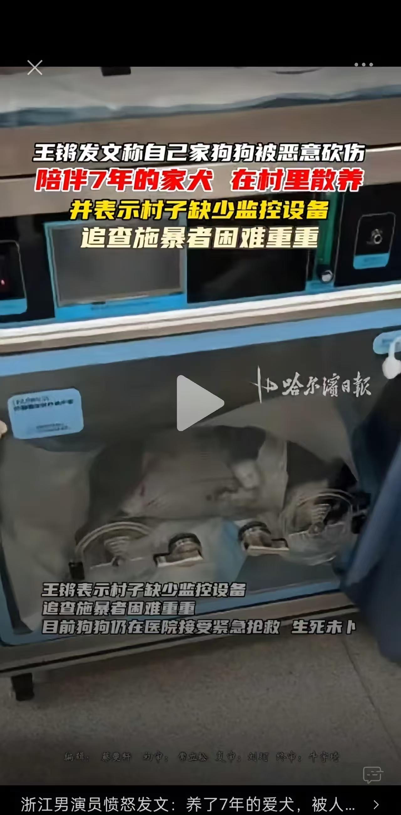 7岁家犬被恶意砍成重伤。如果入户砍狗，应该受到法律处罚！没栓绳在公共场所，别人有