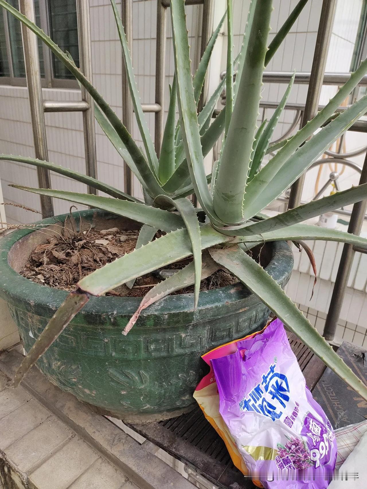 昨天家里来了两个老乡，特地跑来东莞寻工作的，一对老夫妻，男的54岁，女的50岁。