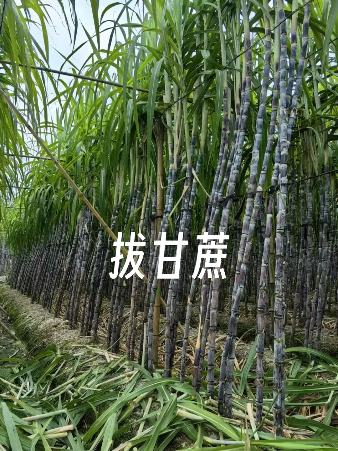 我宣布‼️接下来这片甘蔗地都被我承包了