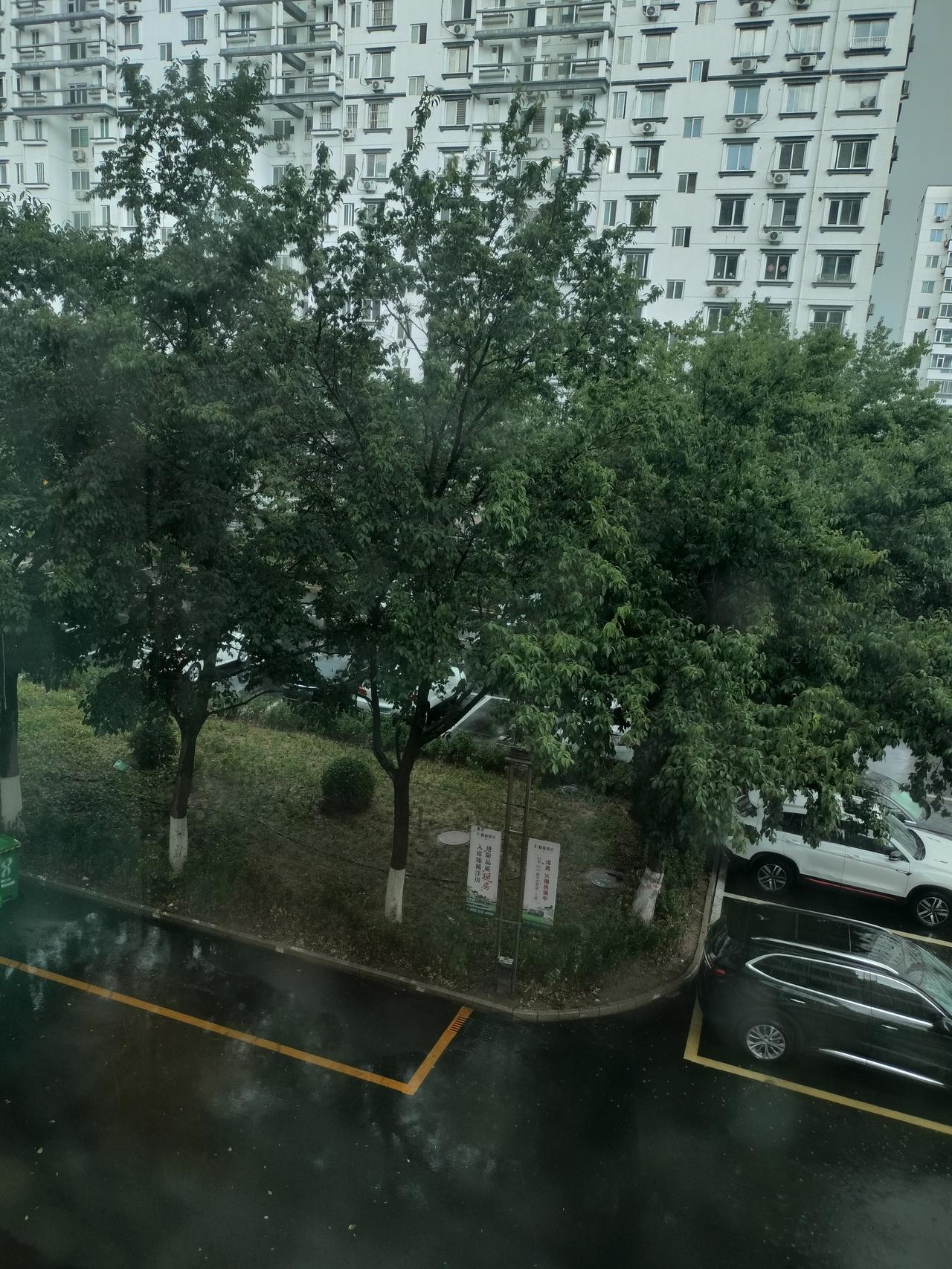 昨天下雨了，各处的变化不大，但是看到小区内大树，还有花坛里所种的花，一下就喝足了