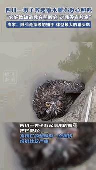 “万物皆有灵！”四川一男子在河边行走时，看到水池里来了个庞然大物，男子发现它一动