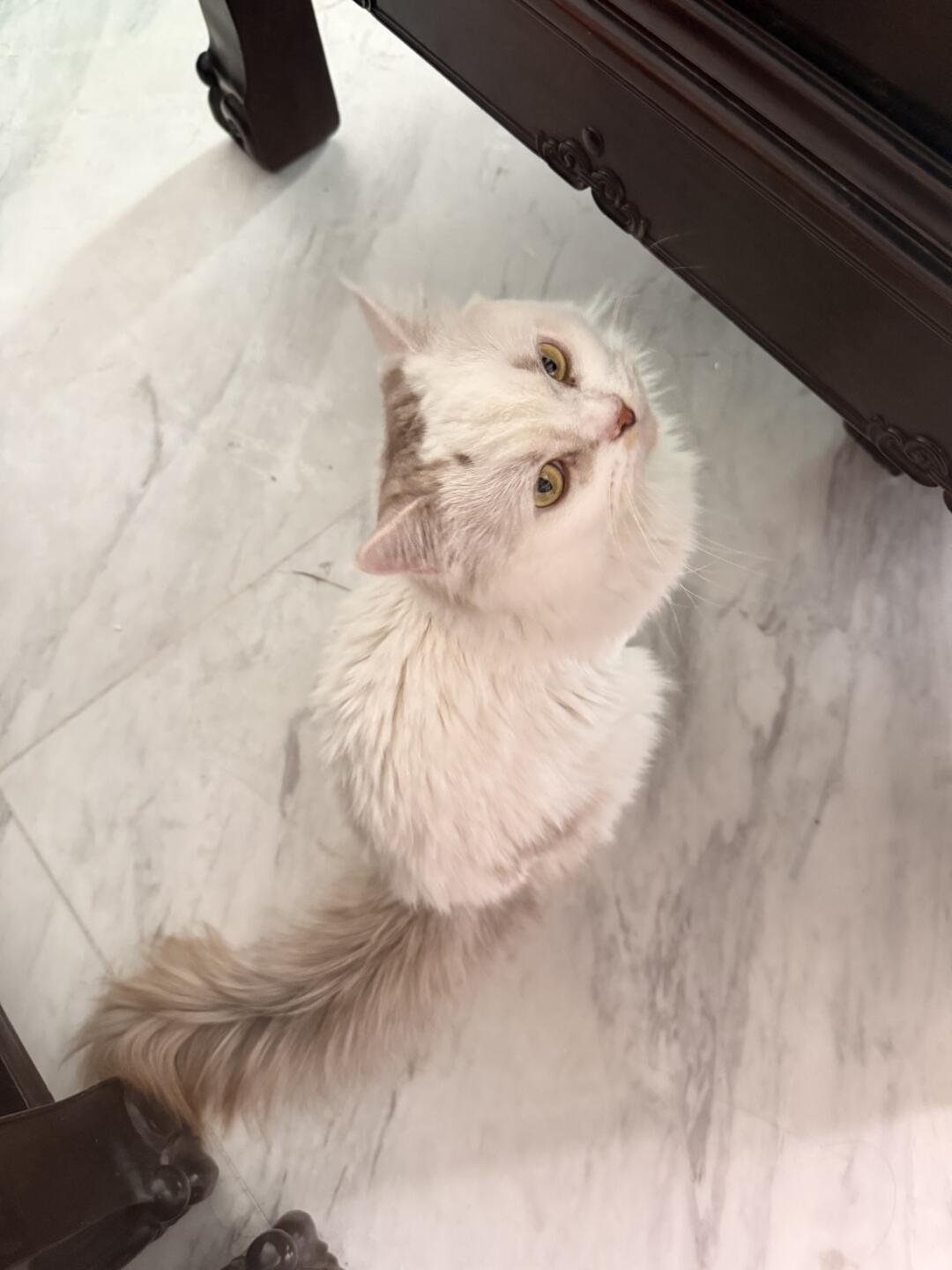 乖乖等饭吃的小猪咪