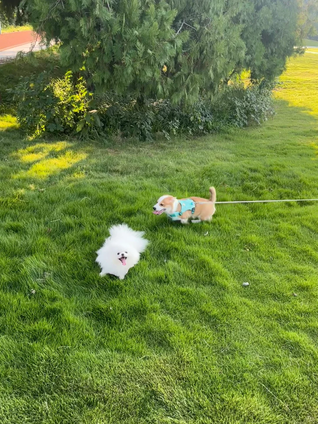 好盆狗 一起酒