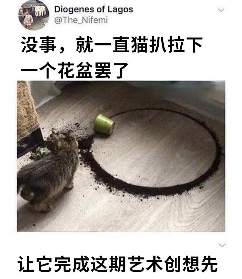 《哈基米德》猫meme /今日memes ​​​