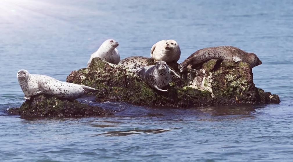 福原爱再婚怀孕，开启了个人生活的新篇章。然而，此事注定难以与过去几年的争议彻底划