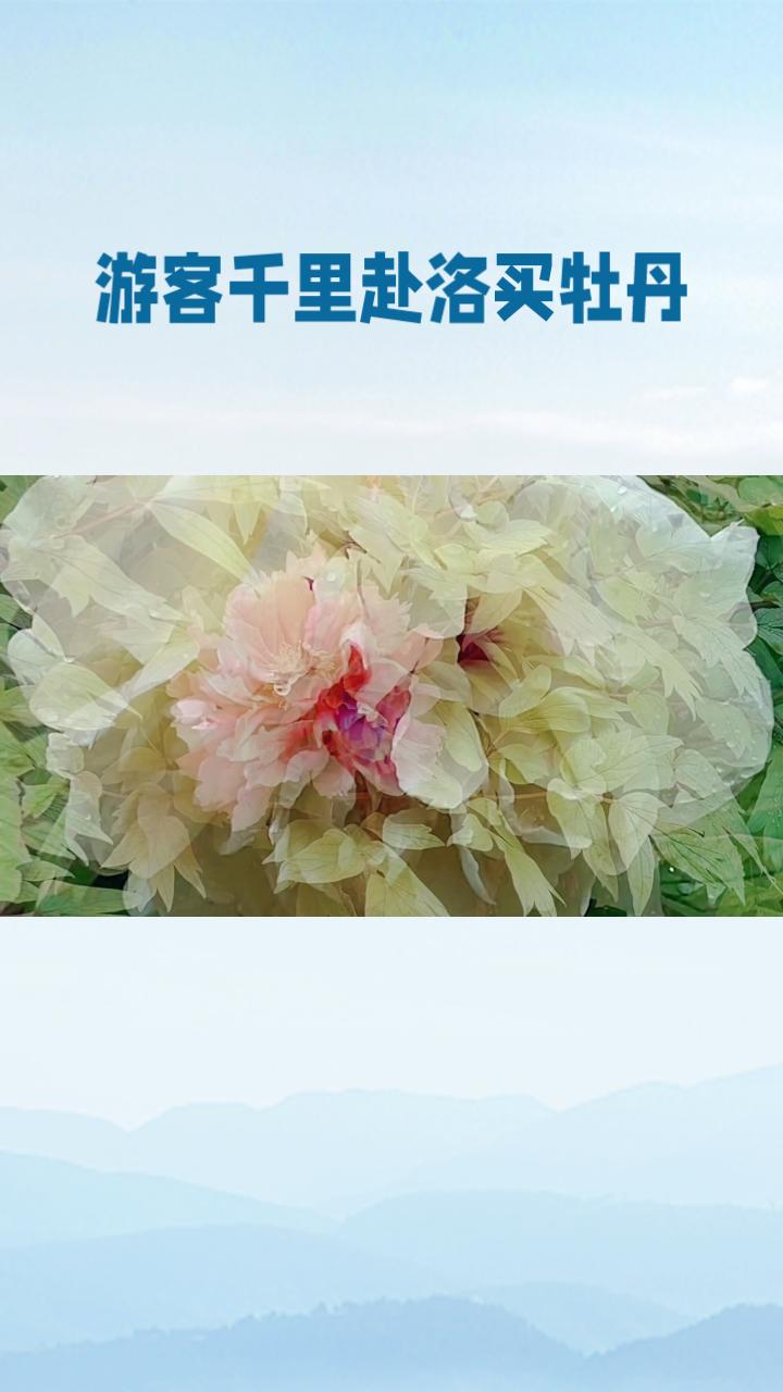 千里赴洛买牡丹，归家惊现“断头花”，诚信之刺谁人拔？
清明假期，一名游客往返近千