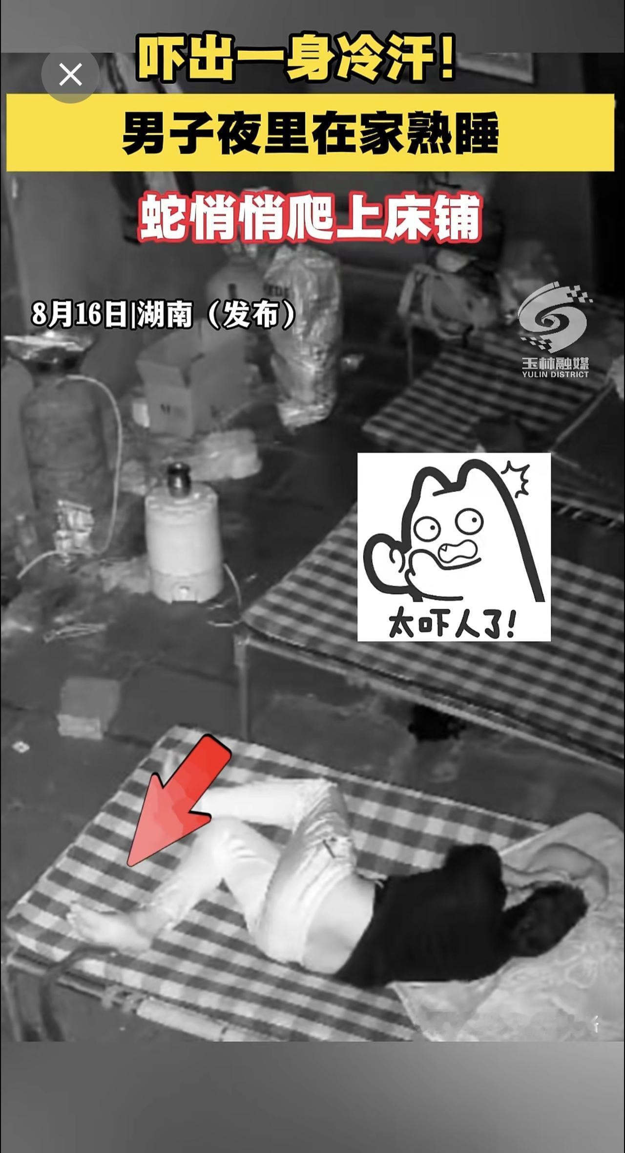 吓出一身冷汗！男子夜里在家熟睡，蛇悄悄爬上床铺。蛇 可怕