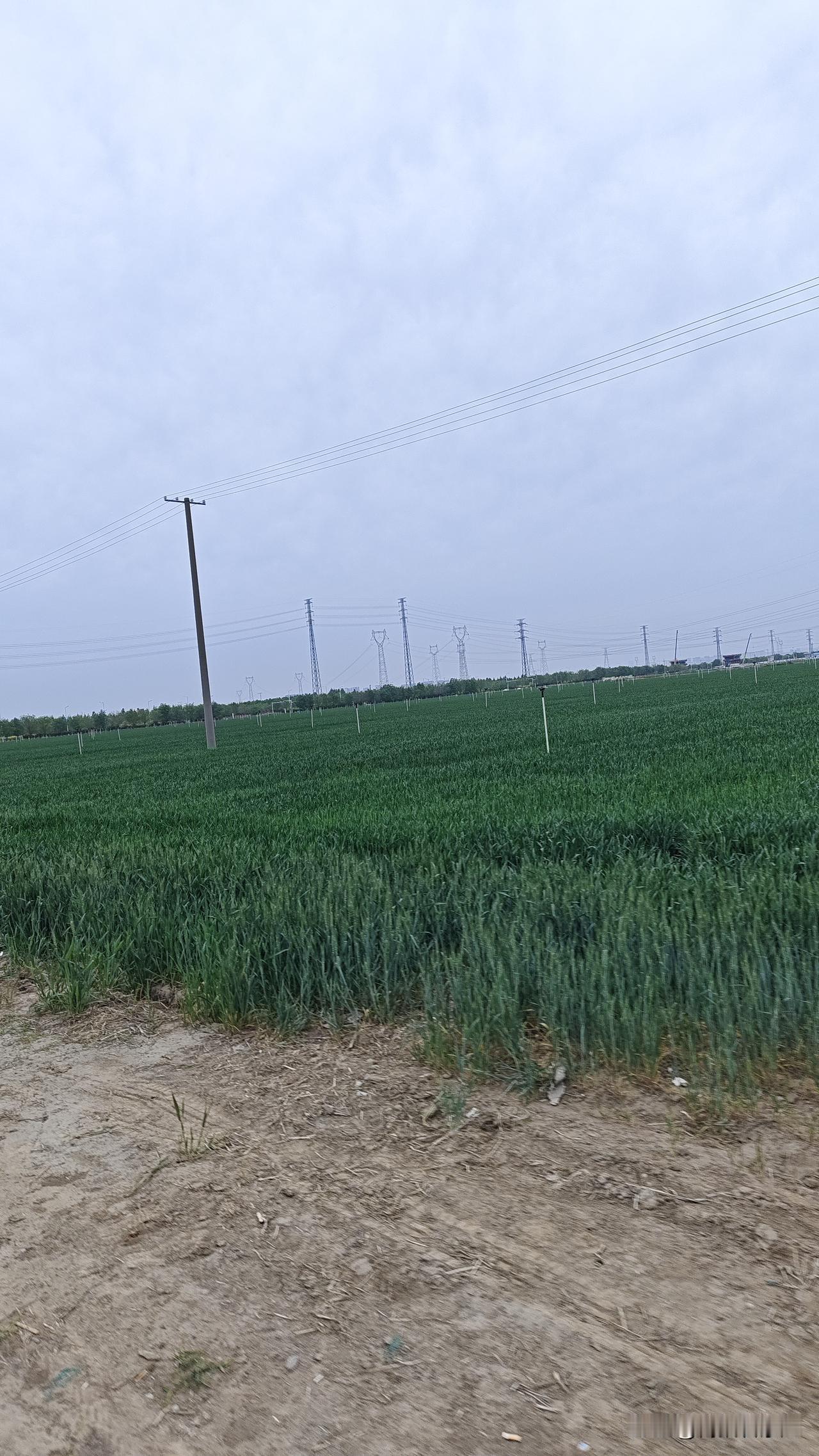 石家庄正定附近的大学片区，太荒凉了！
像是在野地里，突然盖起来的，周边都是麦子地