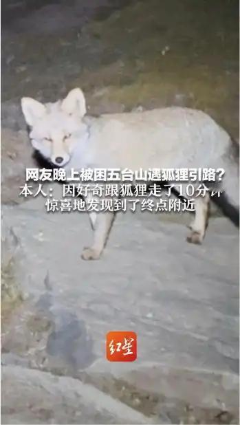 男子被困五台山遇狐狸“引路”五台山“本地”的狐狸，人见的多了就不怕生了。专家说“