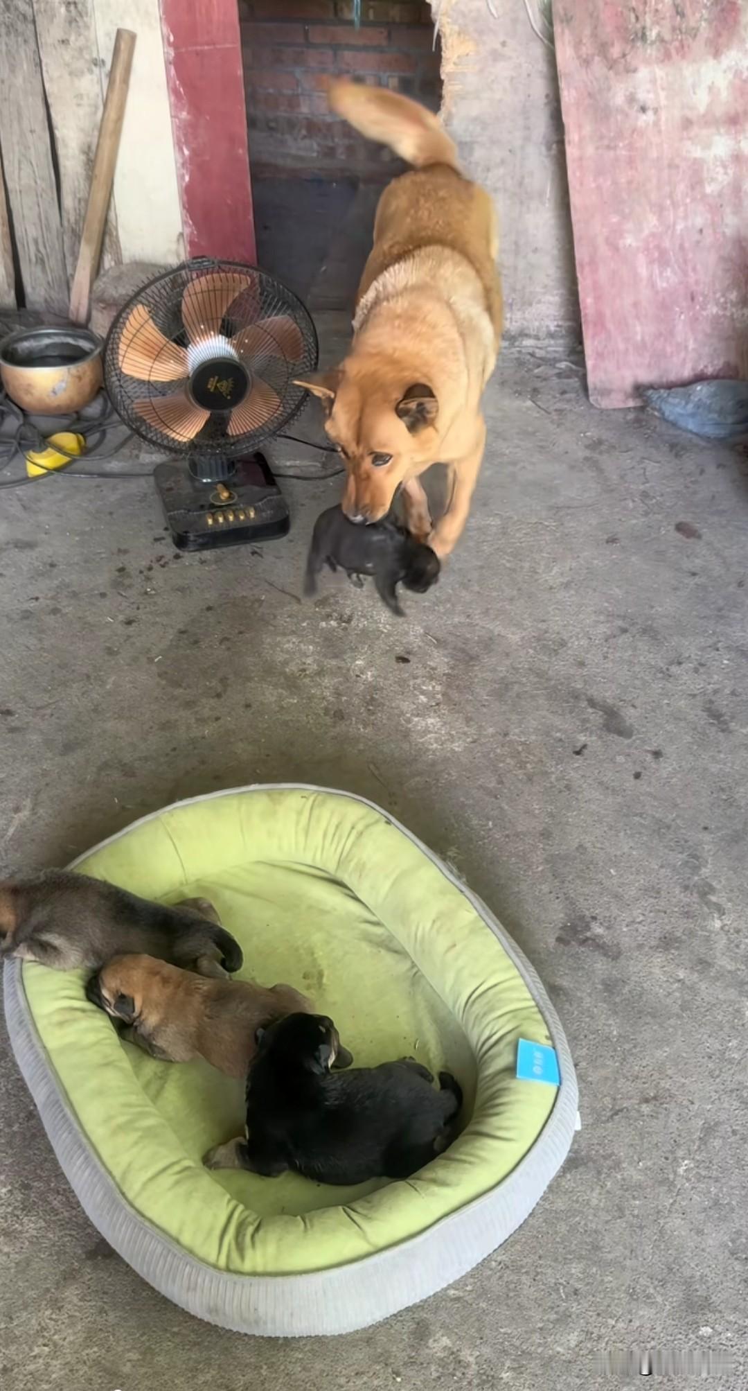 里头的狗窝闷得发烫，小奶狗热得直嗷嗷叫，狗妈妈晓得它们遭不住这份热，挨个把小家伙