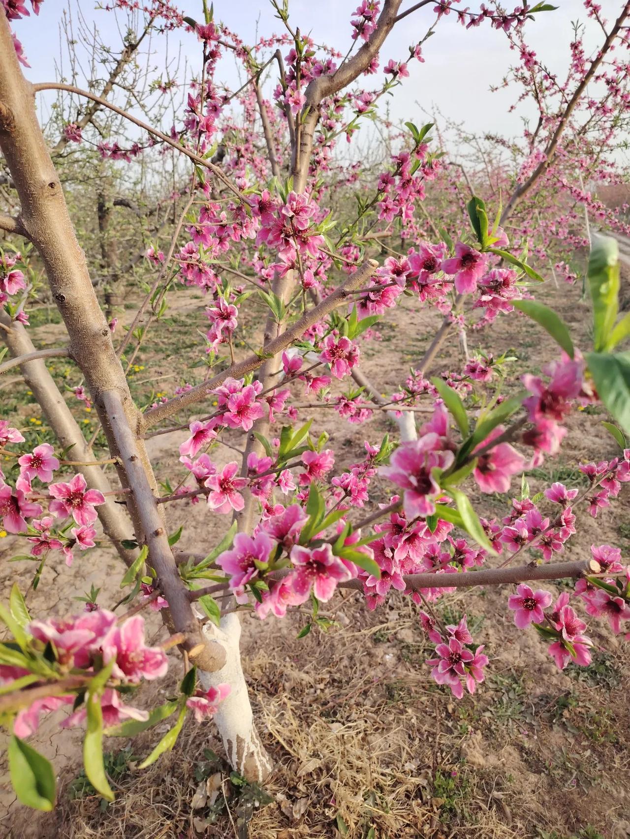 关注频道可以送花了