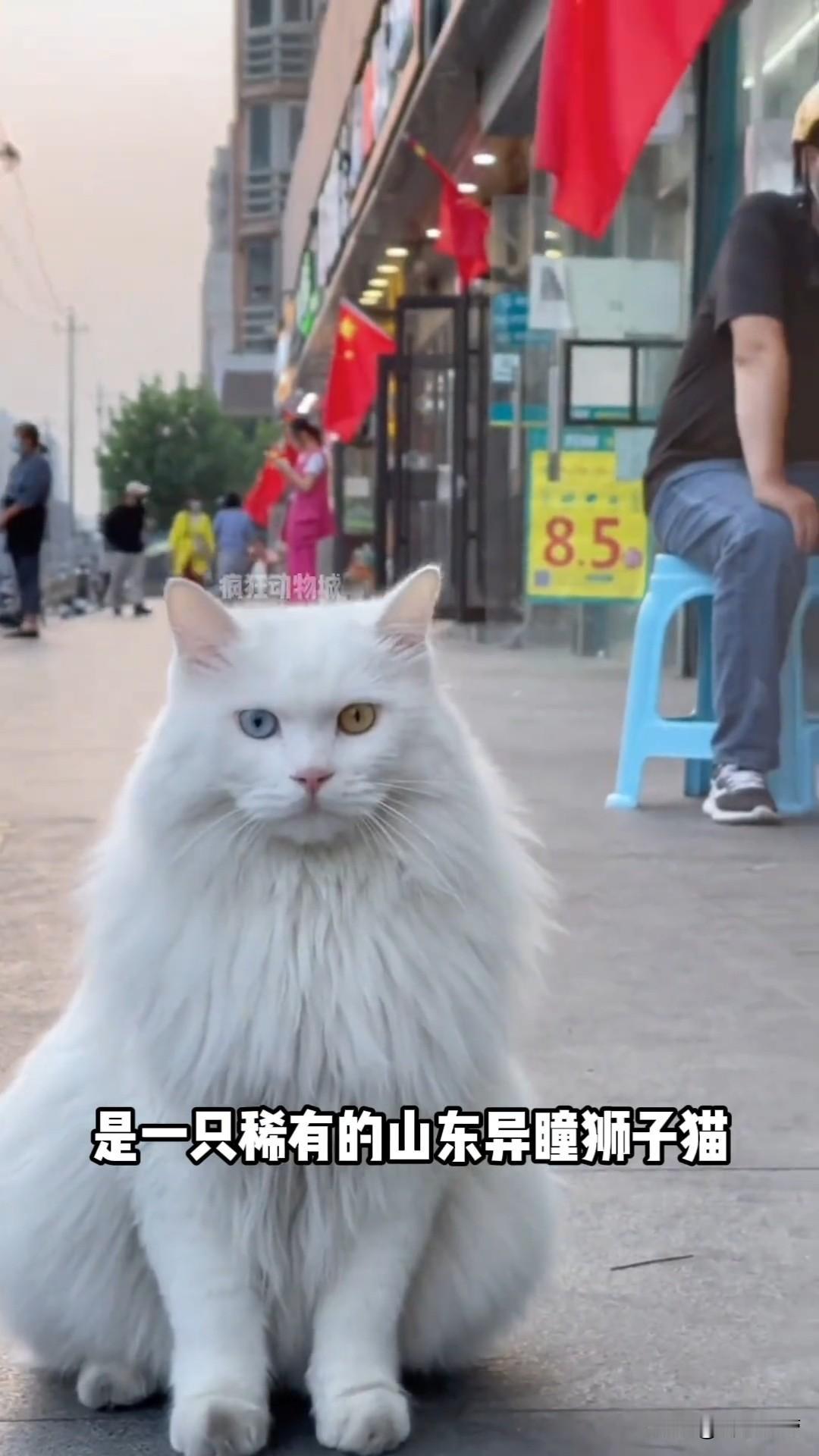 哎呀妈呀老铁们，这只异瞳山东狮子猫也太拽了！长得仙气飘飘，却是全网超有个性傲娇猫