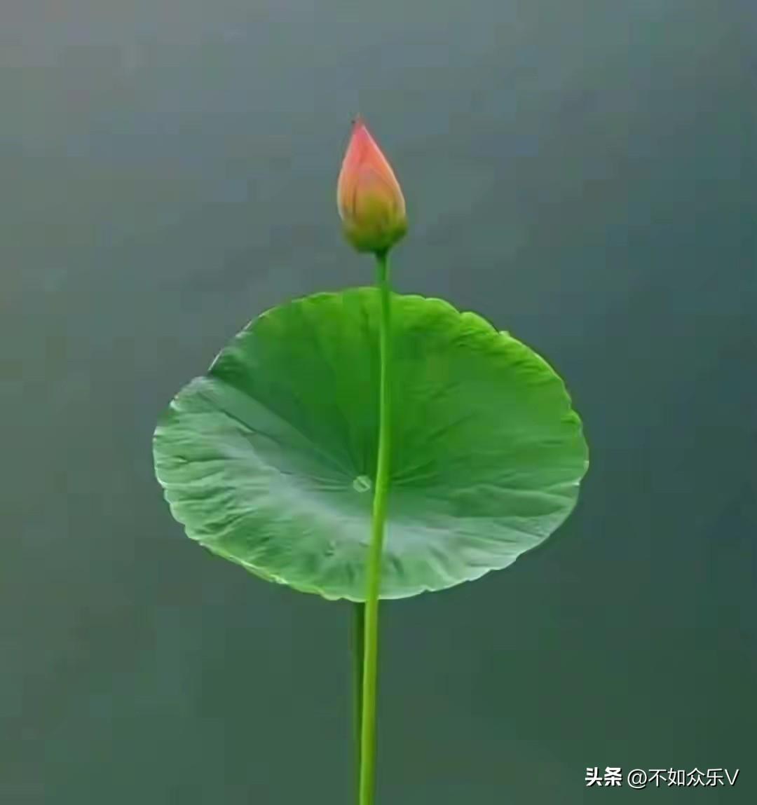 风险有点大！

我朋友炒股，20万块钱本金，每次只买一只股。
我觉得，这样风险太
