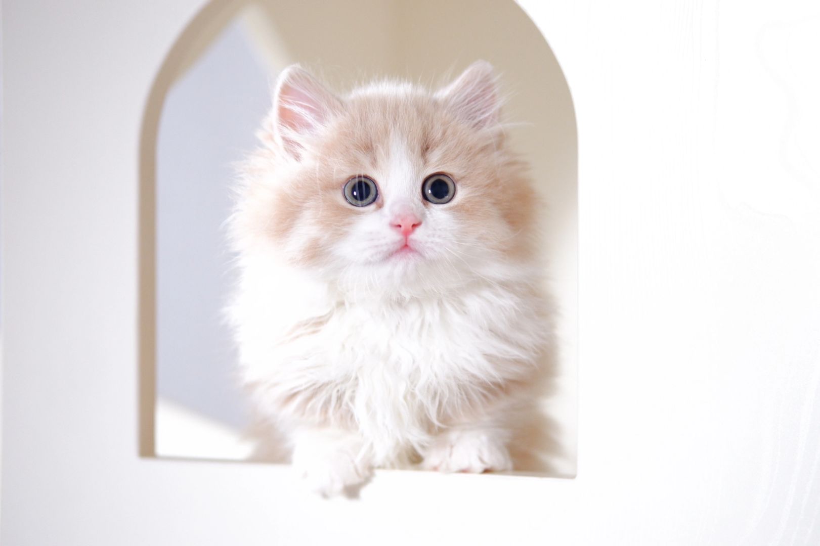 没洗澡随便看看叭 乳白米努特矮脚猫