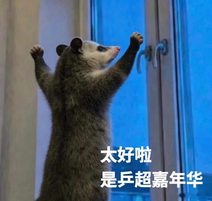 陈梦cos负鼠表情包应援山东乒超 谁懂啊！梦姐的负鼠表情包应援，也太可爱太有梗了