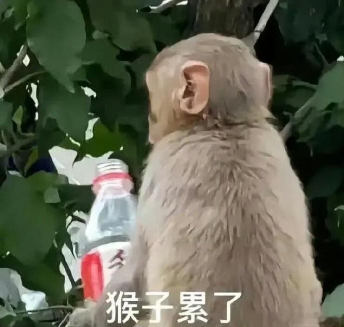 最尊重猴的剧组出现了 连猴子都知道上班要喝咖啡，咱还有什么理由摸鱼！这剧组用最抽