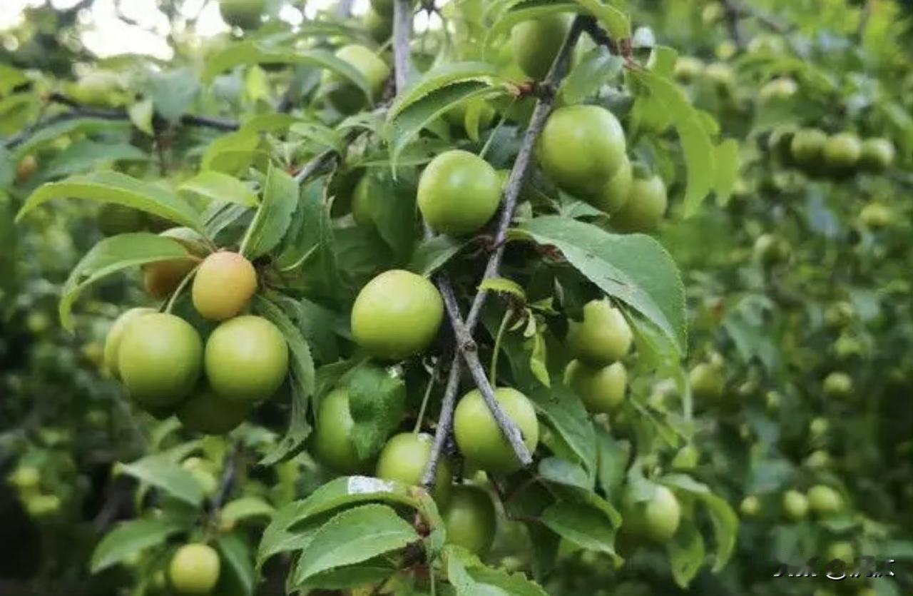 谜一样的黄梅时节 沅汰博物馆 

梅子是江南初夏的标志物。

梅子没有长成的时候
