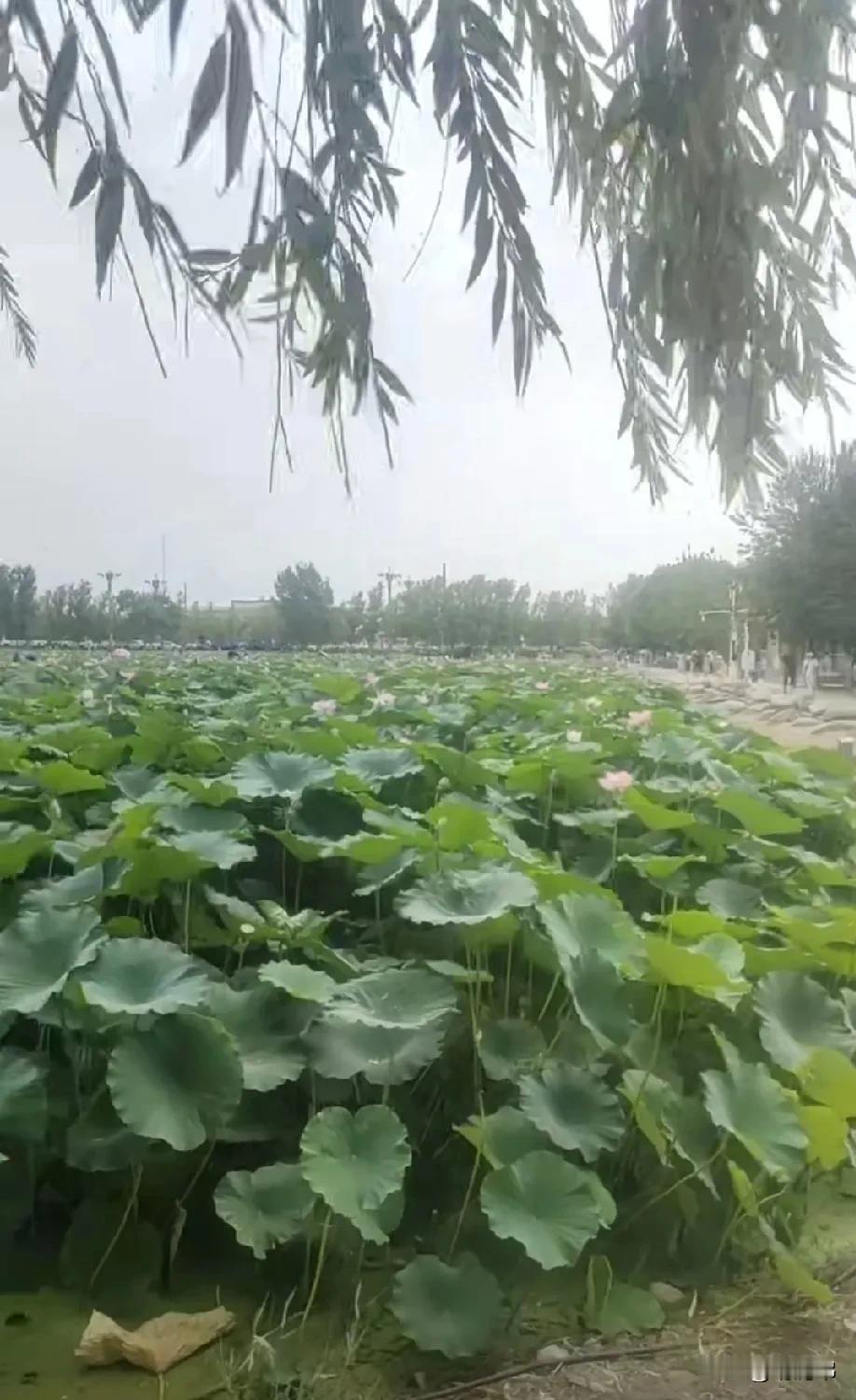 湖畔荷花盛开，静享夏日清凉随手拍荷花分享 荷塘风景分享