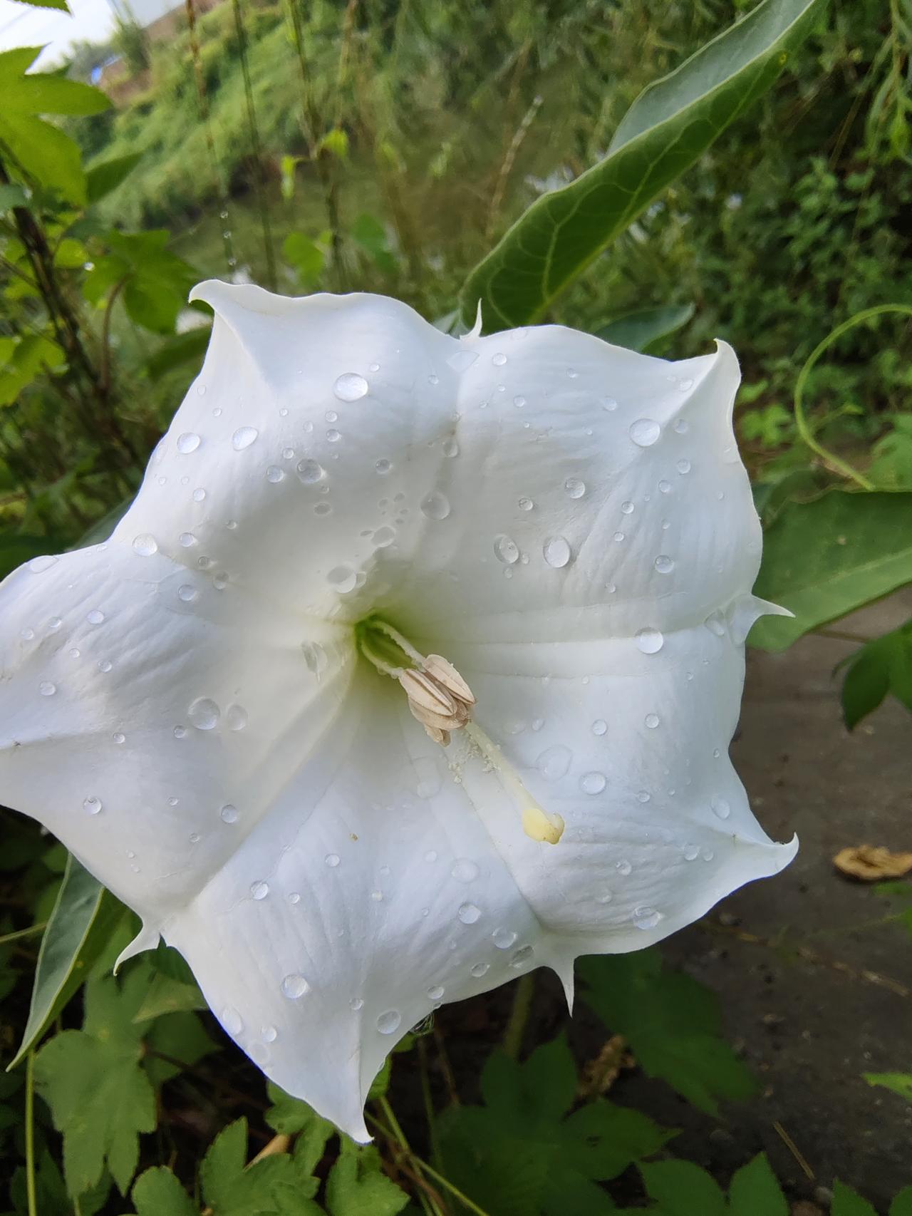 下过雨后这朵不知名的小花上落满了水珠，
晶莹剔透。
生活中处处都有美，
只要你善