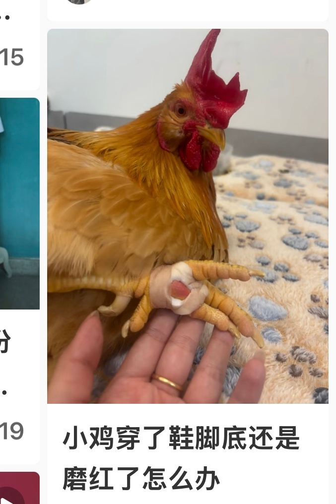 原来这个世界上真的有人把🐔当宠物养