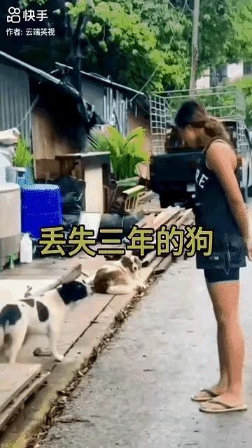 惊呆所有人：女子路过一家农户，突然发现丢失三年的狗狗就在眼前的院子里，狗狗早已记