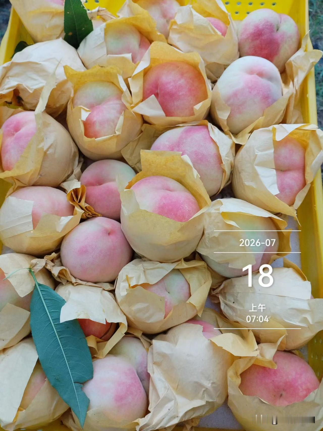 欠考虑了，本想着老杨每天都去城里，不如问阿霞要点熟透的桃，给刘大哥送点去，十五个