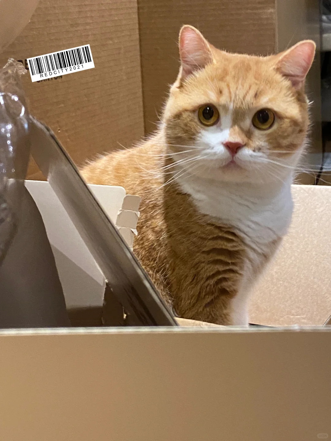猫猫或成为双十一最大赢家🥇