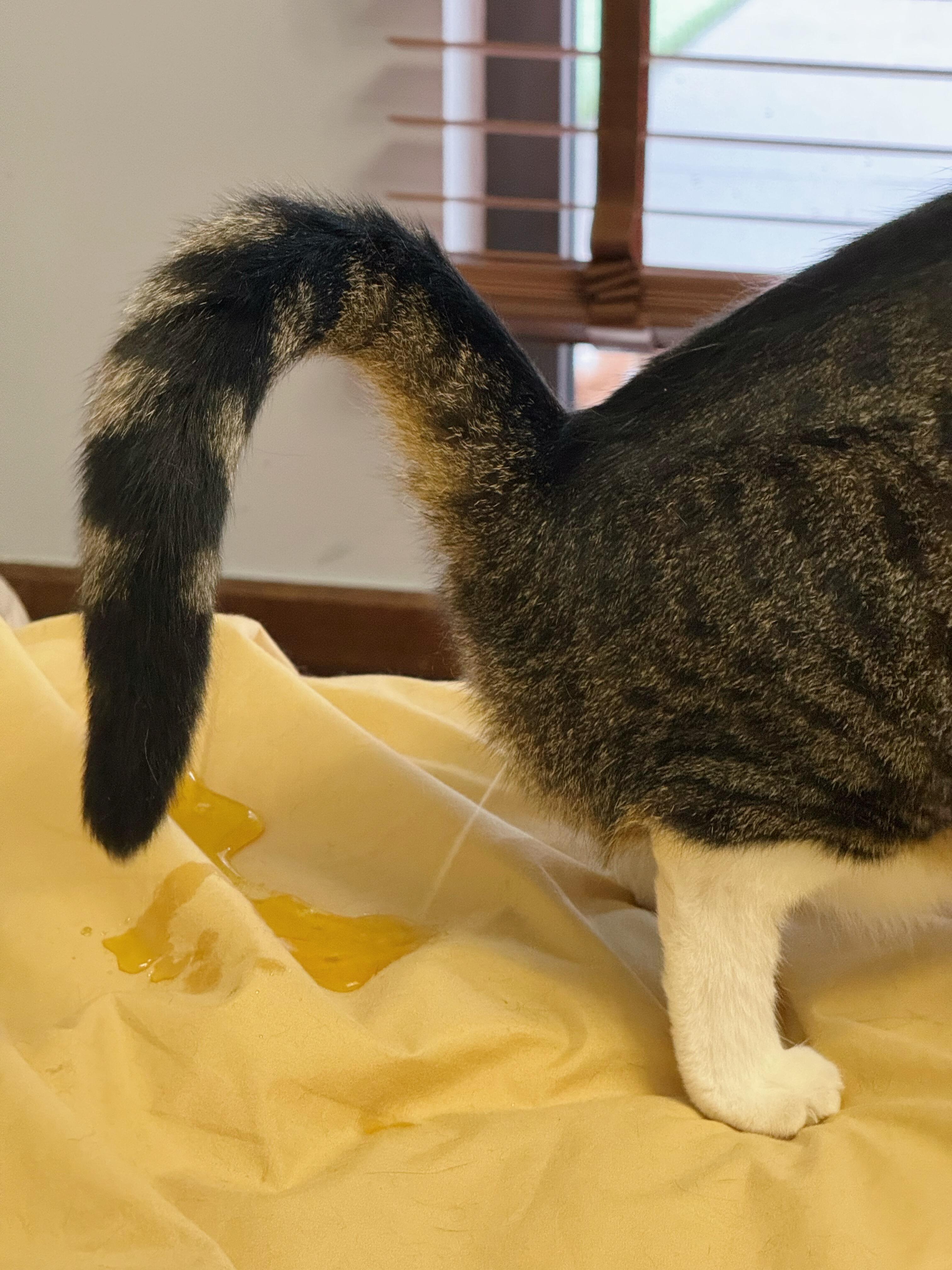 被猫当面尿床报复是种什么样的感受？ 