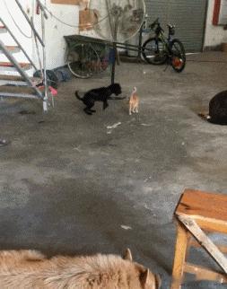 猫和老鼠诚不欺我 “你过来呀！”《猫和老鼠》“咬我不到”名场面。。果然诚不欺我～