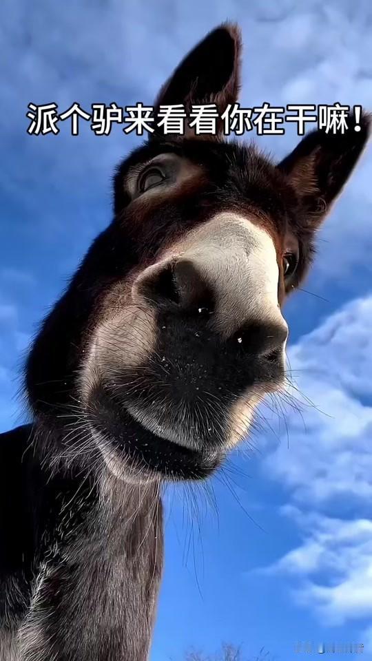 盘点日常不经过大脑思考脱口而出的话都有哪些？
1、你今天怎么亲自来吃饭。
2、今