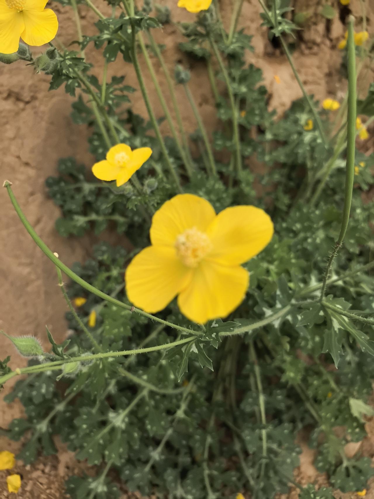 如何看待日本民众呼吁向中国道歉对待日本人，我们应保持足够的清醒和警惕。对于民间的