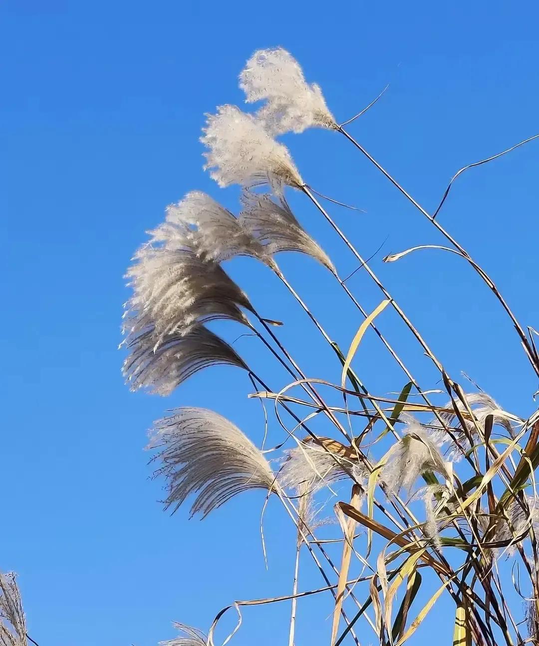 北大医学部八年制学霸姑娘读五年直接退学，转身去公司画人体器官图。
县城状元光环说
