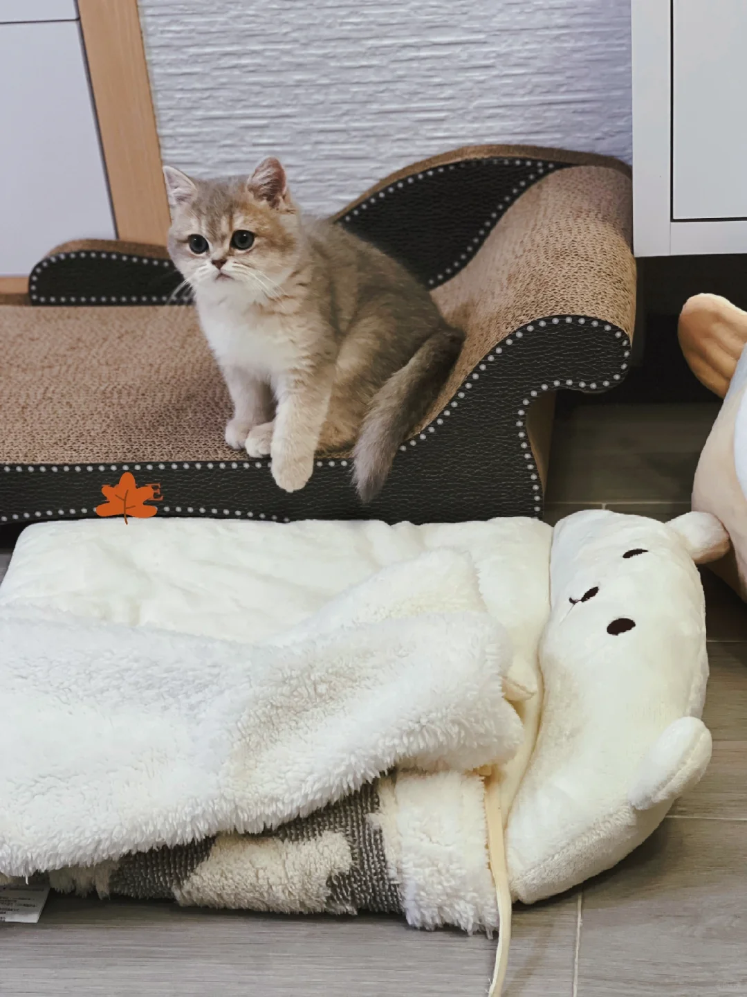铲屎官的回忆杀